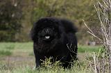 CHOW CHOW 444